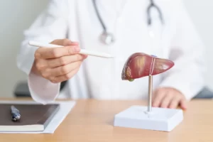 a doctor showing human liver anatomy