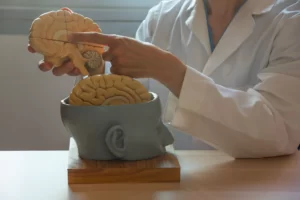 a doctor shows human brain model