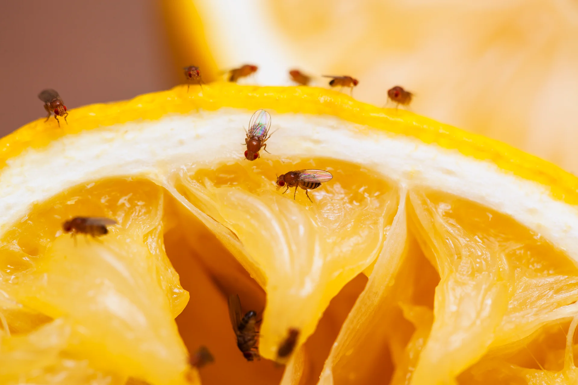 fruit flies on lemon slices